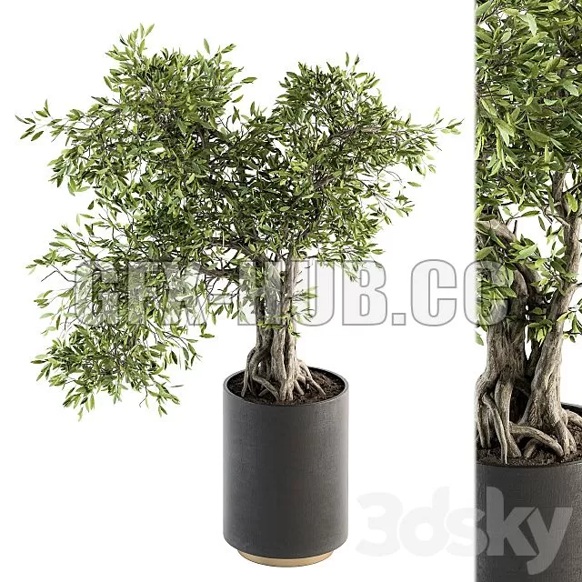FURNITURE 3D MODELS – Indoor Plant Set 207 Big Bonsai in Pot FURNITURE 3D MODELS – Indoor Plant Set 207 Big Bonsai in Pot