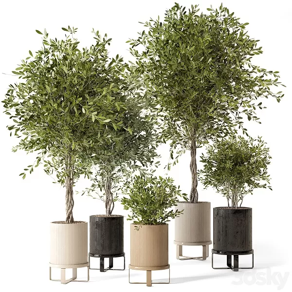 FURNITURE 3D MODELS – Indoor Plants in Ferm Living Bau Pot Large Set 354 FURNITURE 3D MODELS – Indoor Plants in Ferm Living Bau Pot Large Set 354