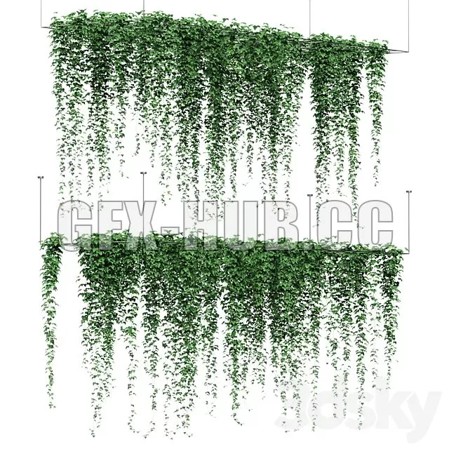 FURNITURE 3D MODELS – Ivy Hanging from the Ceiling 2 Models FURNITURE 3D MODELS – Ivy Hanging from the Ceiling 2 Models