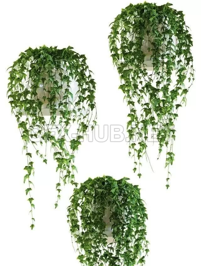 FURNITURE 3D MODELS – Ivy on a shelf in a pot FURNITURE 3D MODELS – Ivy on a shelf in a pot