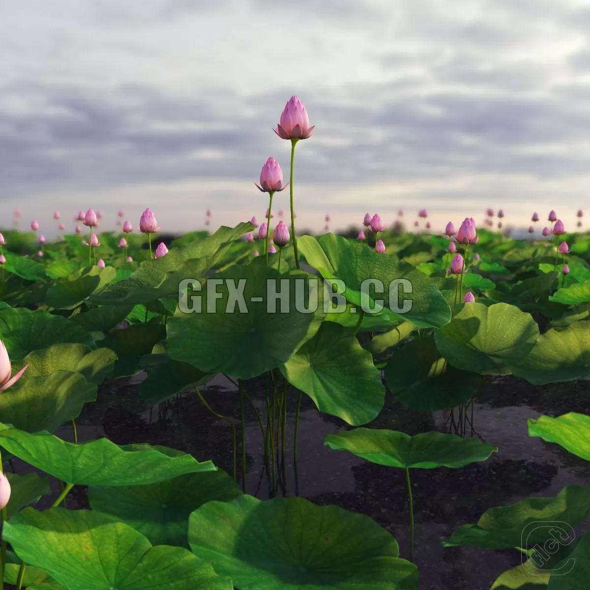 FURNITURE 3D MODELS – Lotus plant flower