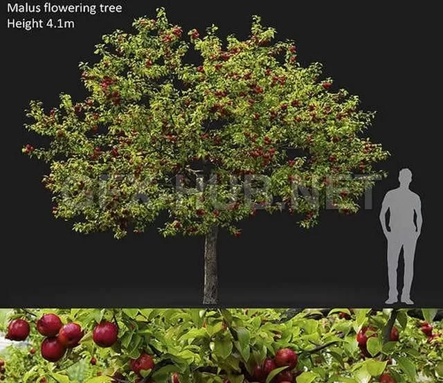 FURNITURE 3D MODELS – Malus fruit tree 02 FURNITURE 3D MODELS – Malus fruit tree 02