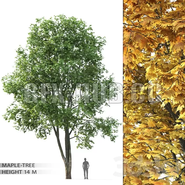 FURNITURE 3D MODELS – Maple 14m FURNITURE 3D MODELS – Maple 14m