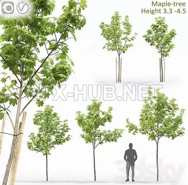 FURNITURE 3D MODELS – Maple-tree # 13 (3.1-4.5m) FURNITURE 3D MODELS – Maple-tree # 13 (3.1-4.5m)