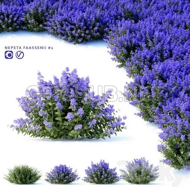 FURNITURE 3D MODELS – Nepeta fassenii # 2