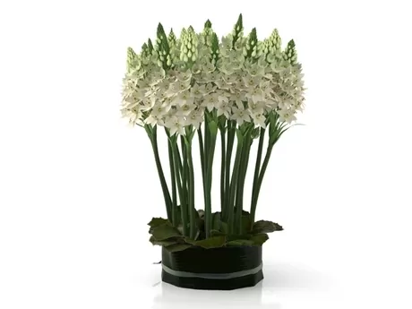 FURNITURE 3D MODELS – Ornithogalums