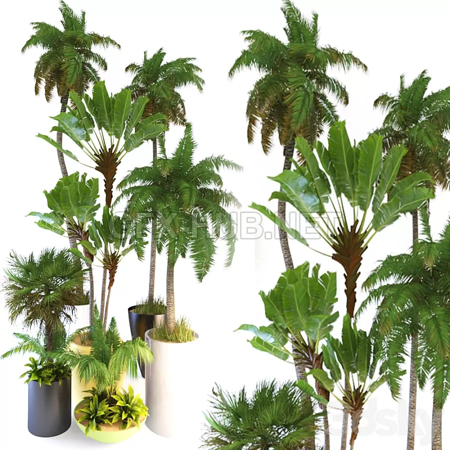 FURNITURE 3D MODELS – Palm Tree3