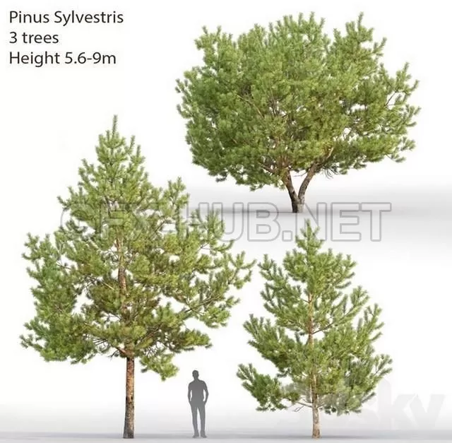 FURNITURE 3D MODELS – Pinus Sylvestris # 28 (5.6-9m) FURNITURE 3D MODELS – Pinus Sylvestris # 28 (5.6-9m)