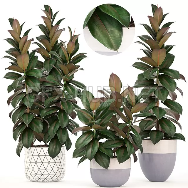 FURNITURE 3D MODELS – Plant collection 204. Ficus elastica FURNITURE 3D MODELS – Plant collection 204. Ficus elastica