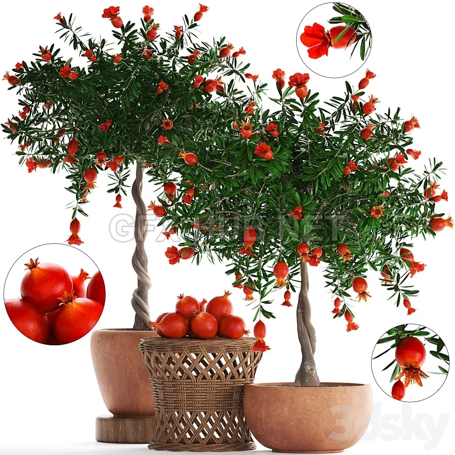 FURNITURE 3D MODELS – Plant Collection 264. Pomegranate FURNITURE 3D MODELS – Plant Collection 264. Pomegranate