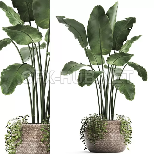 FURNITURE 3D MODELS – Plant Collection 412 Banana FURNITURE 3D MODELS – Plant Collection 412 Banana