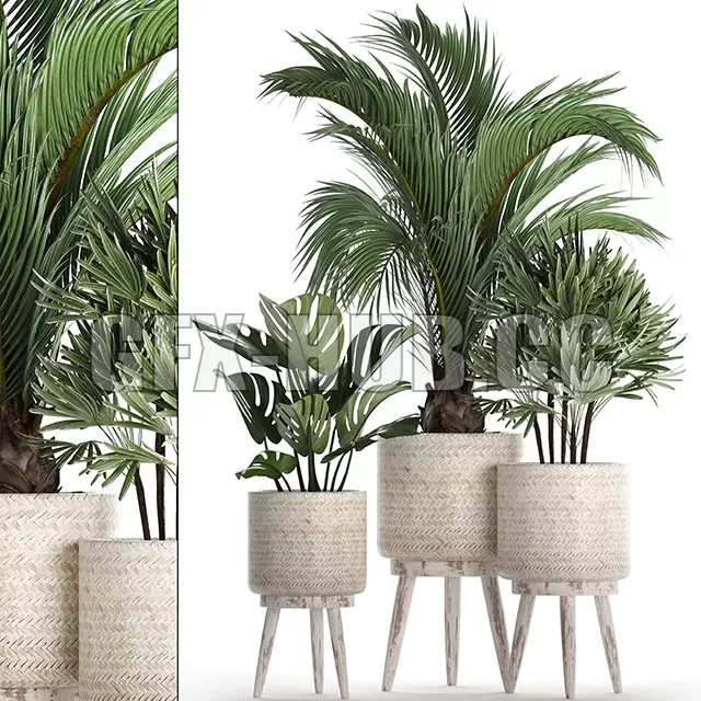 FURNITURE 3D MODELS – Plant Collection 427 FURNITURE 3D MODELS – Plant Collection 427