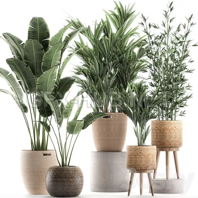 FURNITURE 3D MODELS – Plant Collection 600 FURNITURE 3D MODELS – Plant Collection 600
