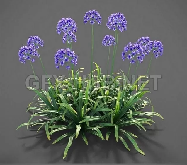 FURNITURE 3D MODELS – Plants Agapanthus