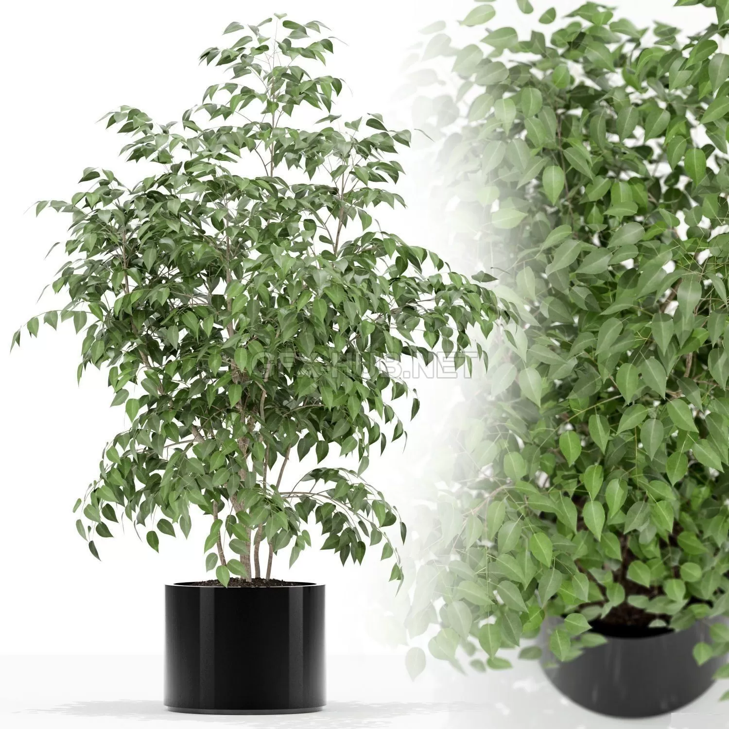 FURNITURE 3D MODELS – Plants collection 153