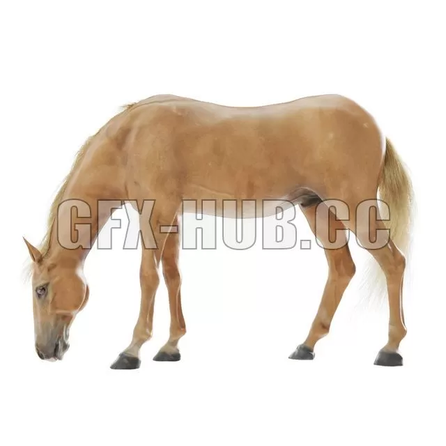 FURNITURE 3D MODELS – Red Grazing Horse