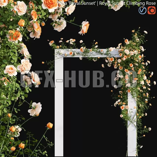 FURNITURE 3D MODELS – Royal Sunset Climbing Rose 01 (peach-colored)
