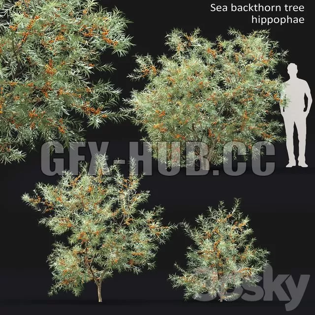 FURNITURE 3D MODELS – Sea Buckthorn 1
