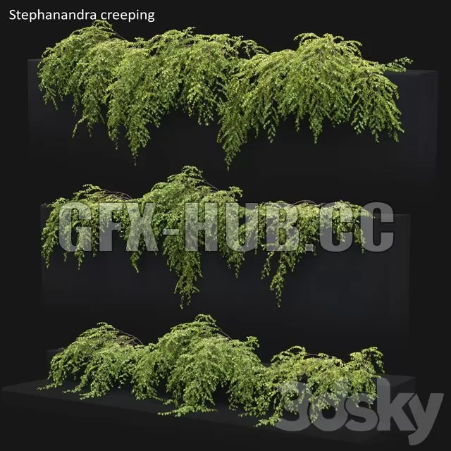 FURNITURE 3D MODELS – Stephanandra 2