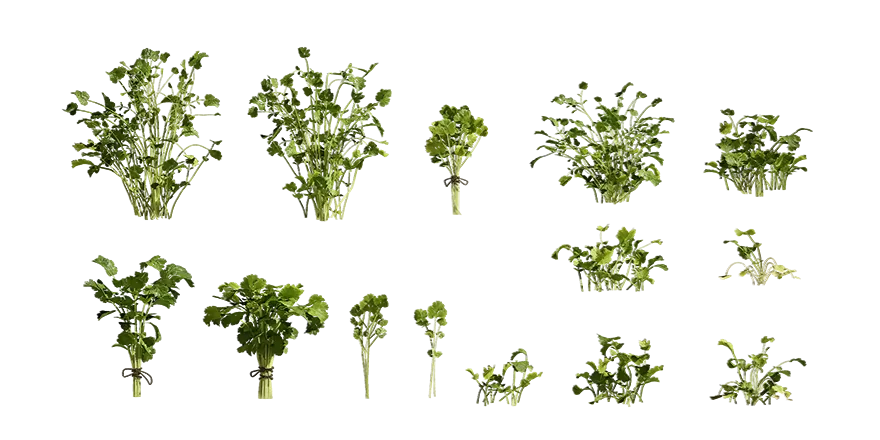 PLANT – 3D MODELS – DOWNLOAD – 006