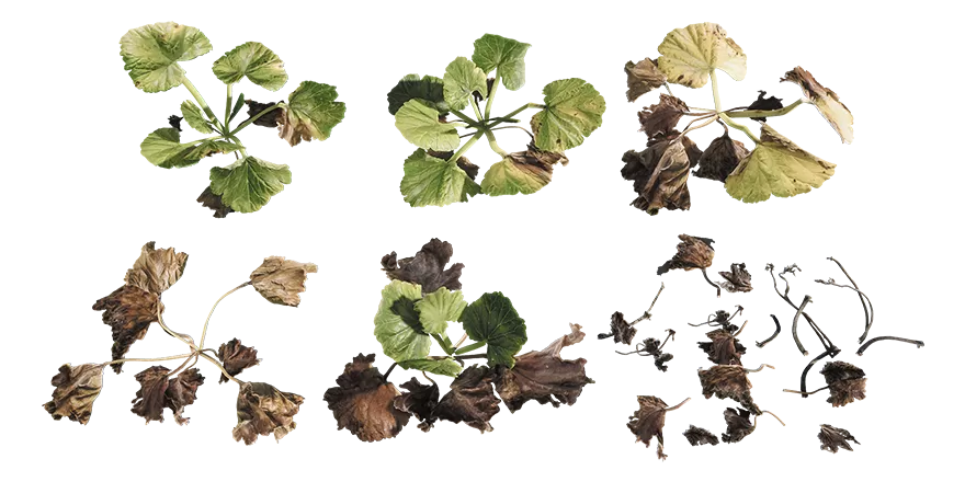 PLANT – 3D MODELS – DOWNLOAD – 008