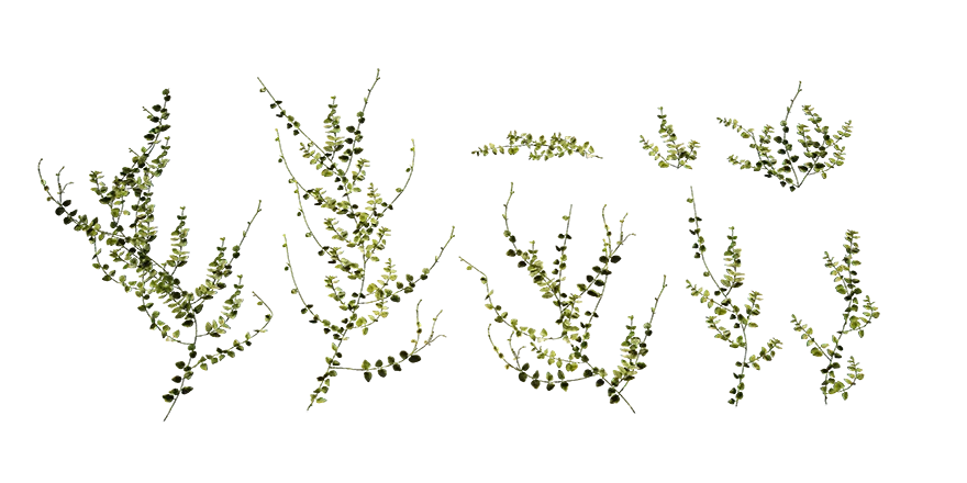 PLANT – 3D MODELS – DOWNLOAD – 010