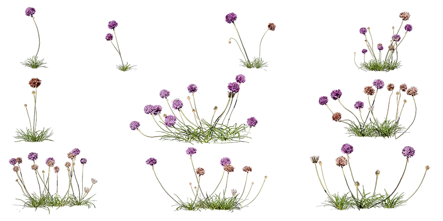 PLANT – 3D MODELS – DOWNLOAD – 011