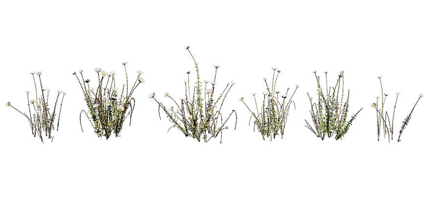 PLANT – 3D MODELS – DOWNLOAD – 025