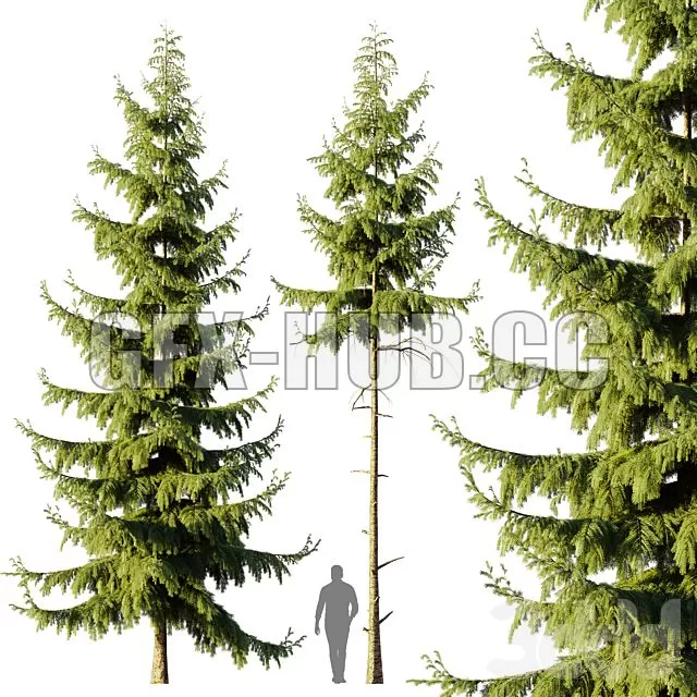 CAR – Pine Spruce 3D Model
