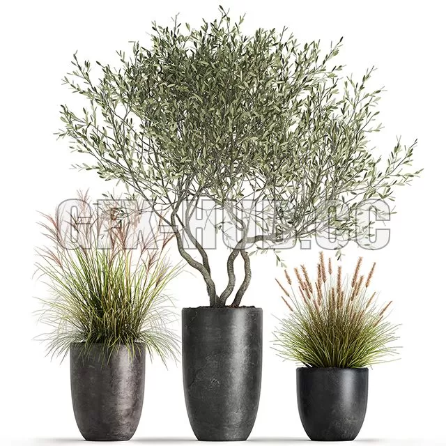 CAR – Plant Collection 1052 3D Model