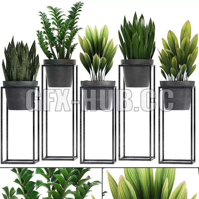 CAR – Plant Collection 240 3D Model