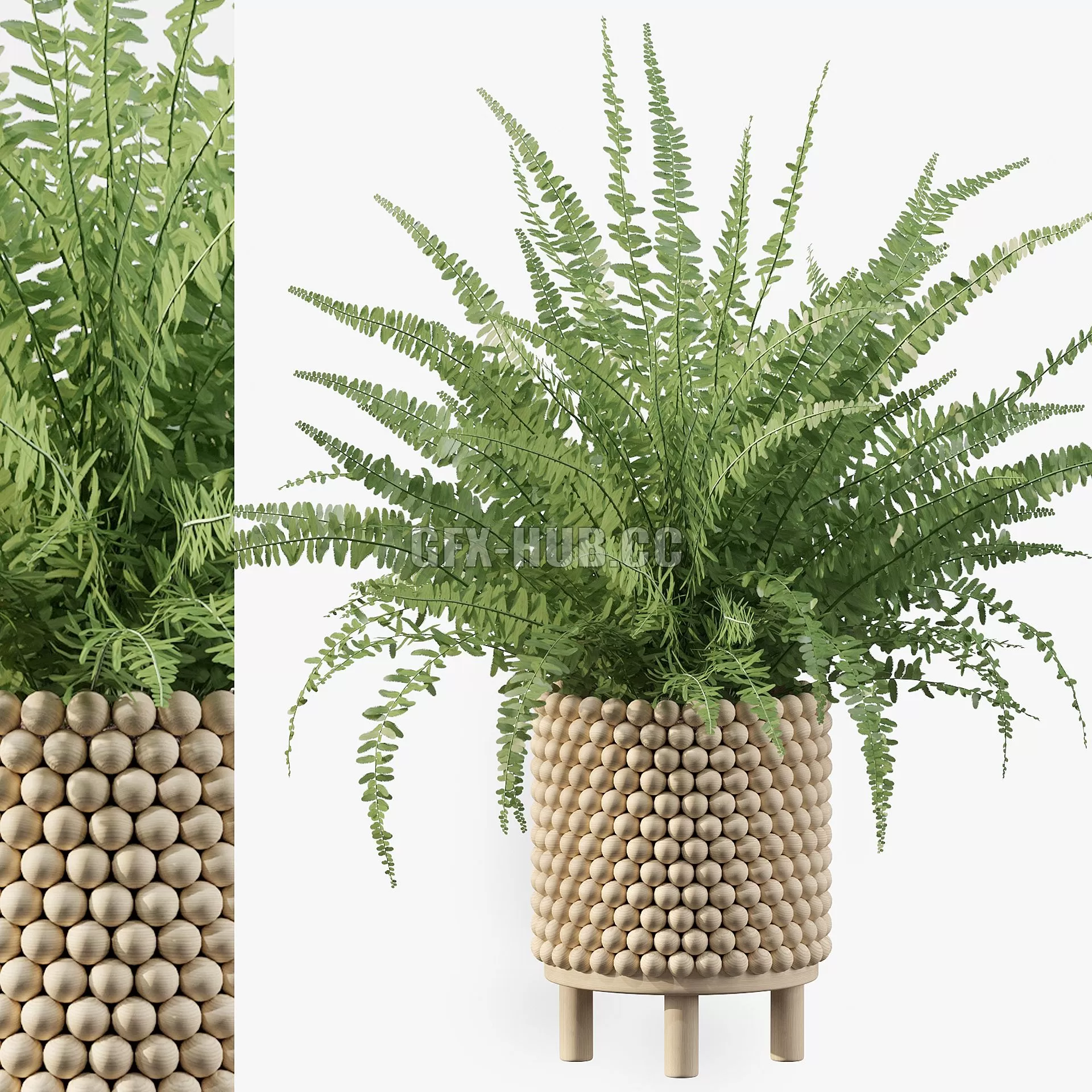 CAR – Plants Collection 035 Fern 03 3D Model