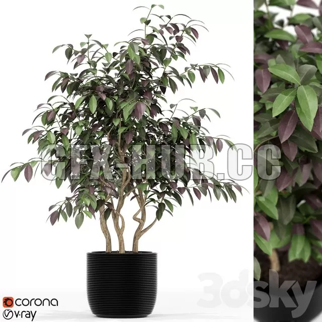 CAR – Plants Collection 163 3D Model