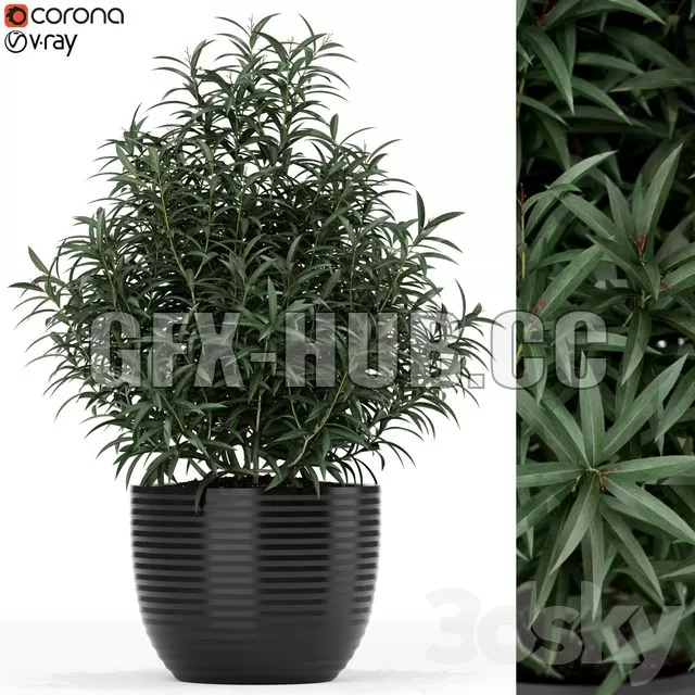 CAR – Plants Collection 168 3D Model