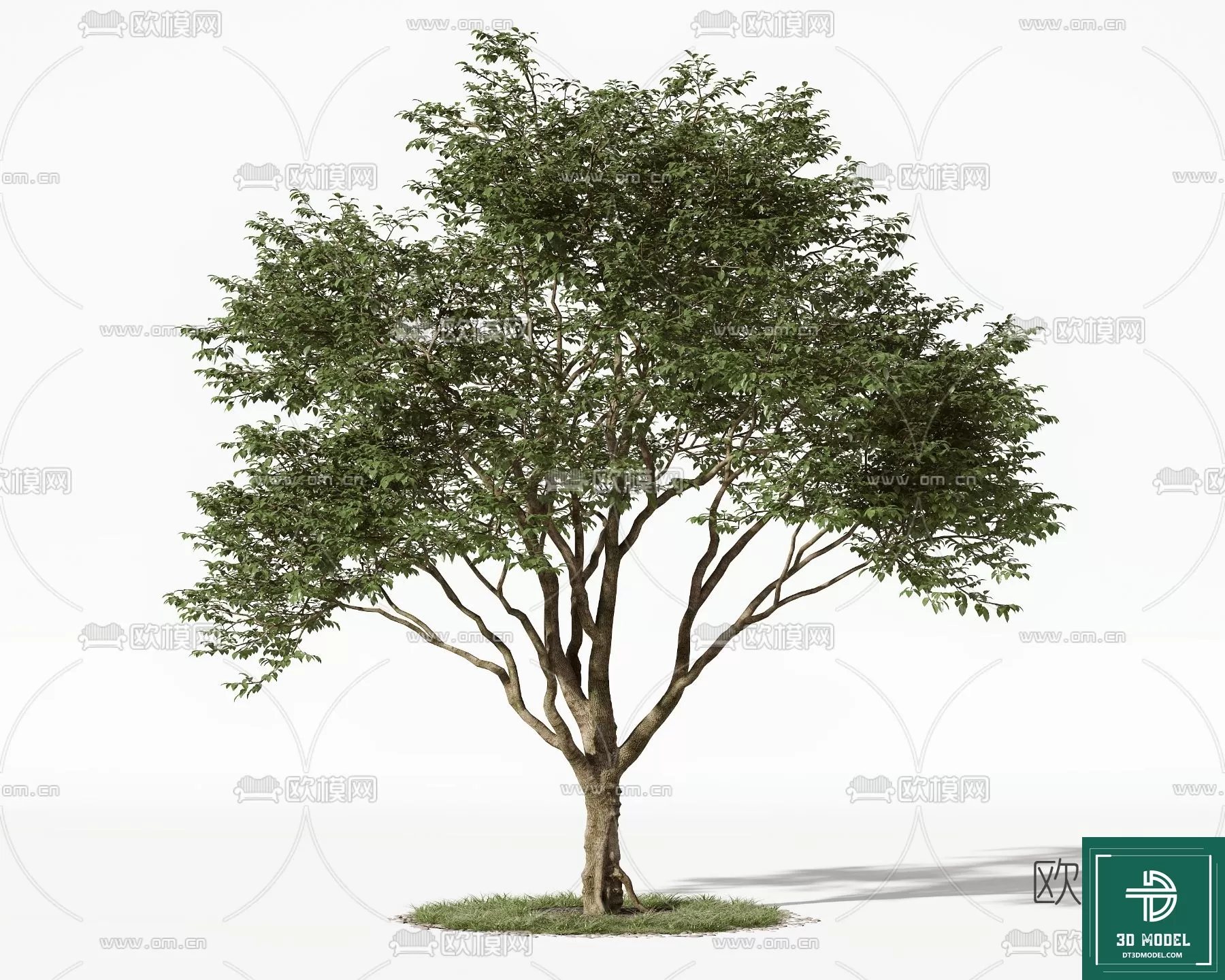 EXTERIOR – TREE – 3D MODELS – 033
