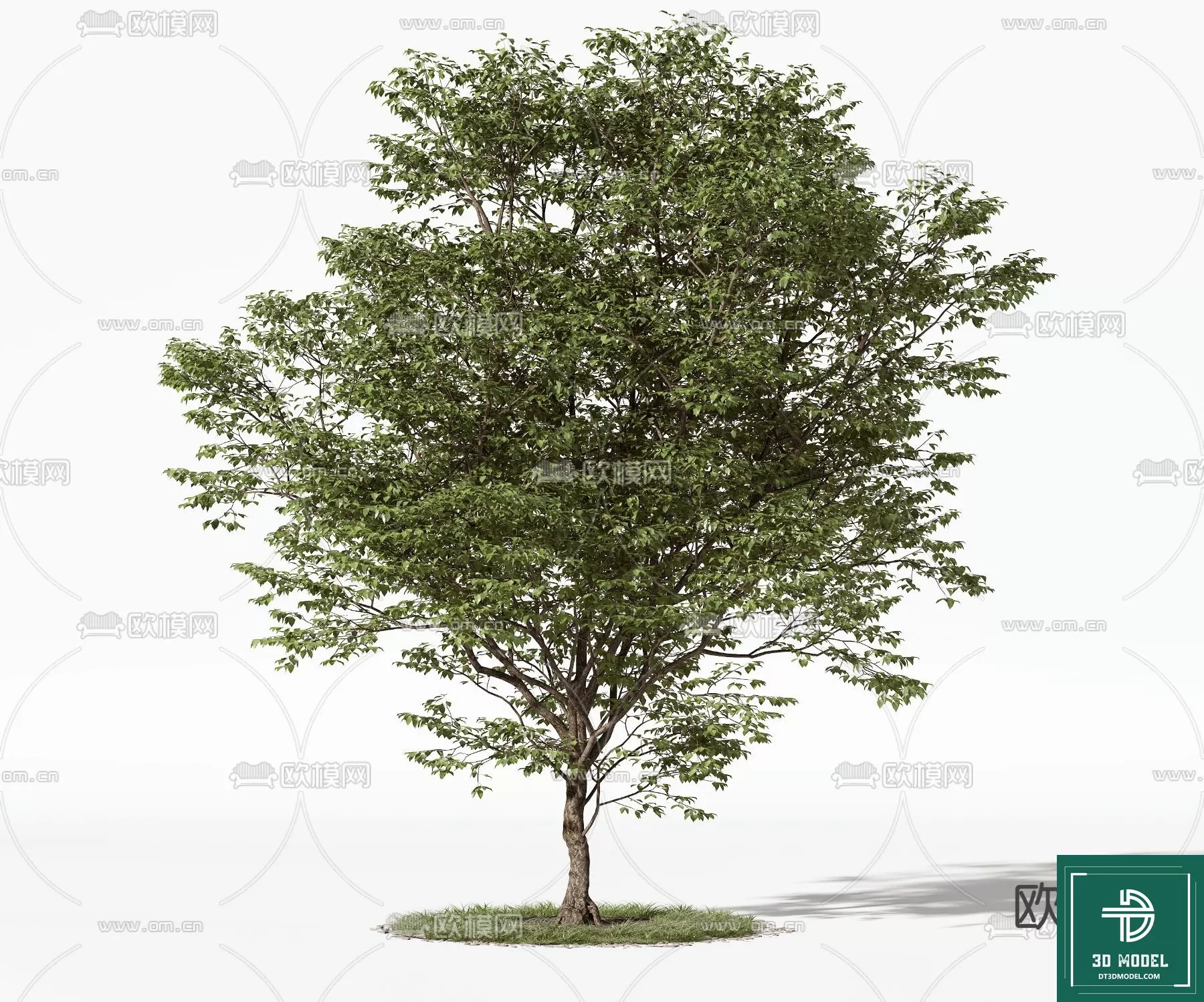 EXTERIOR – TREE – 3D MODELS – 040