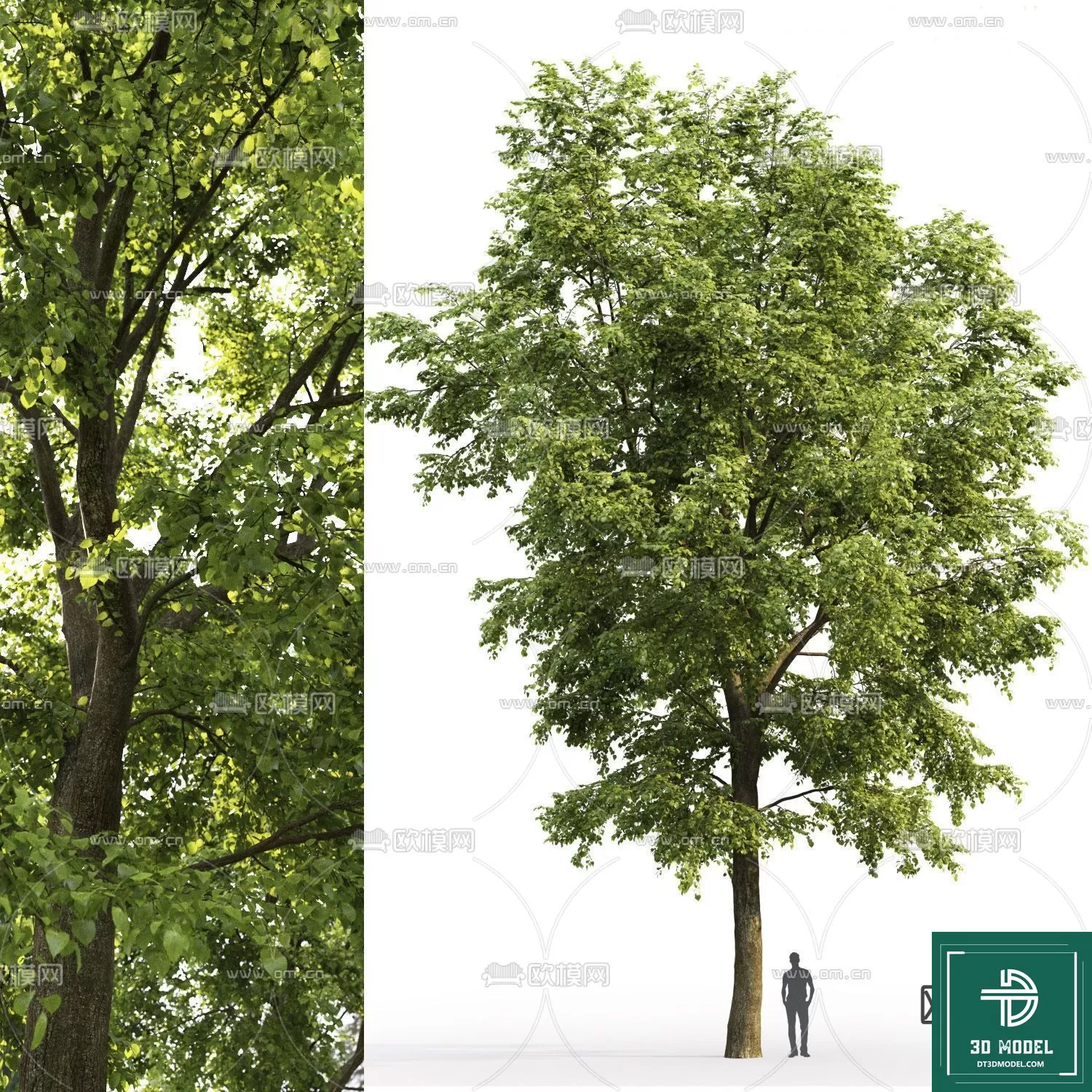 EXTERIOR – TREE – 3D MODELS – 045