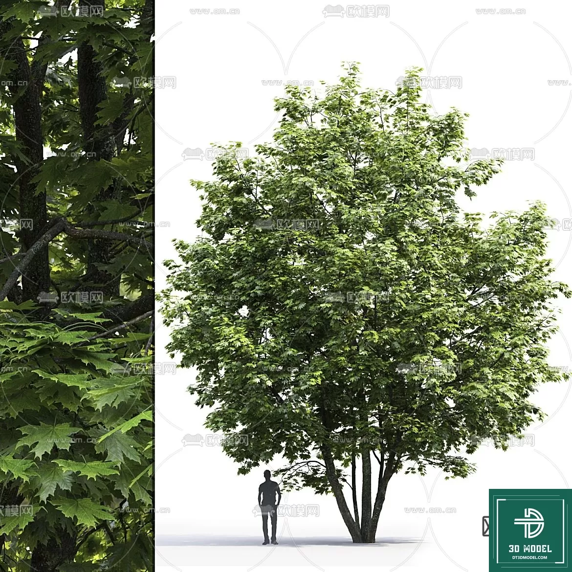 EXTERIOR – TREE – 3D MODELS – 047