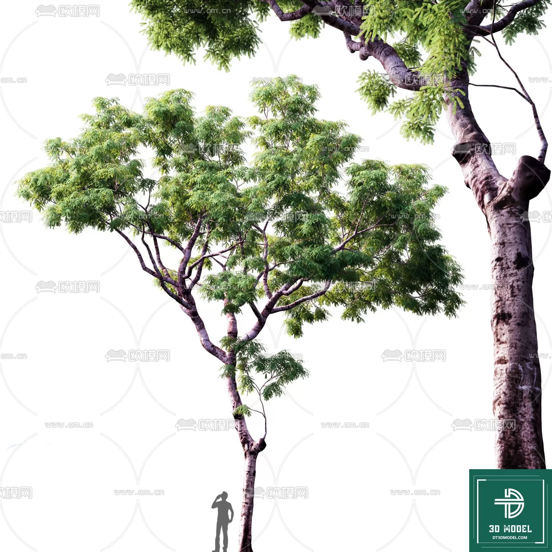 EXTERIOR – TREE – 3D MODELS – 048