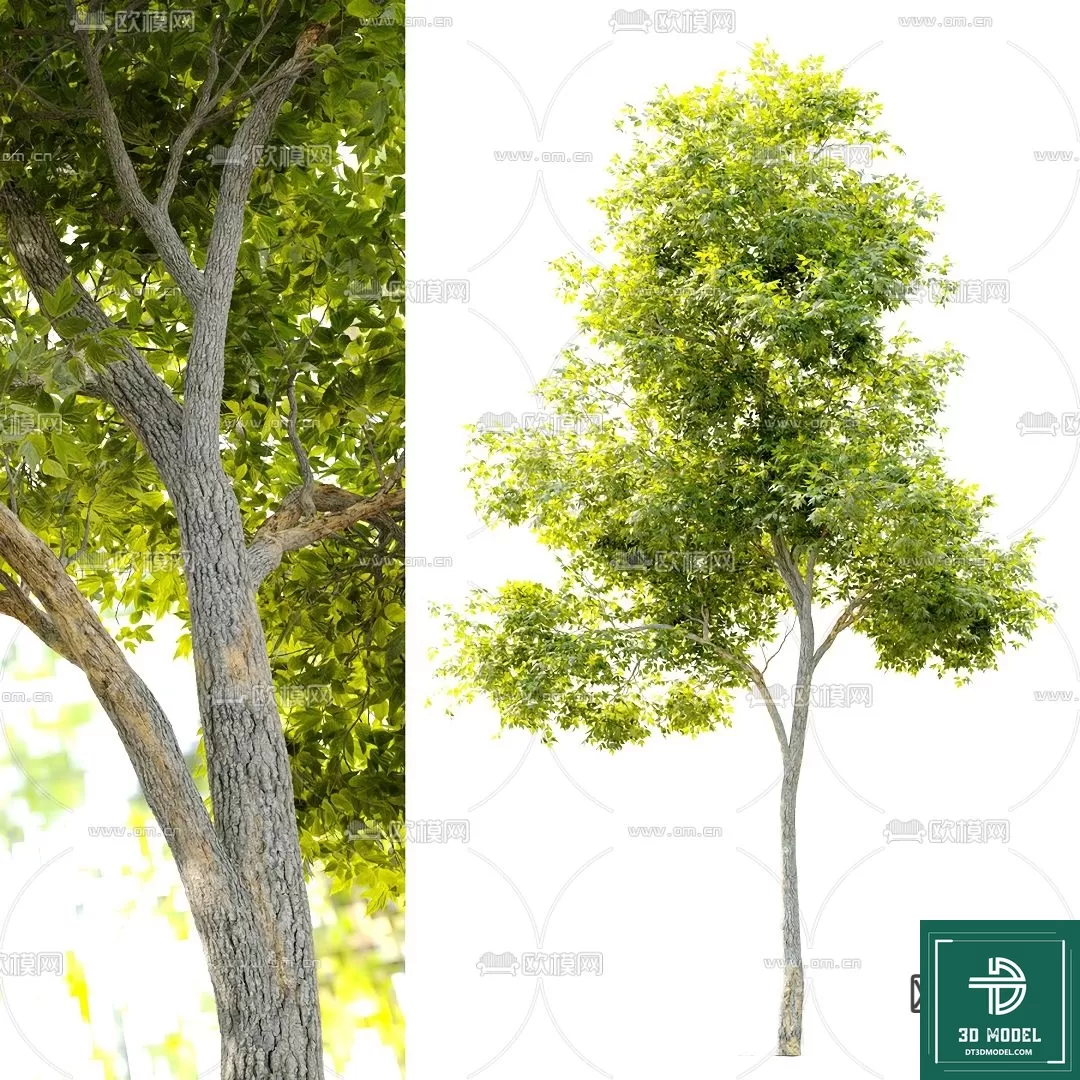 EXTERIOR – TREE – 3D MODELS – 050