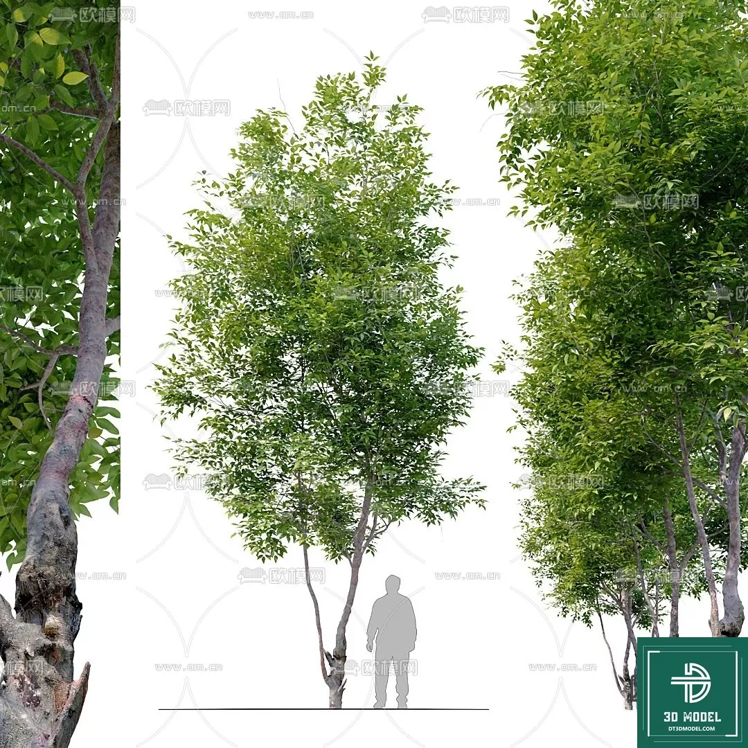 EXTERIOR – TREE – 3D MODELS – 052