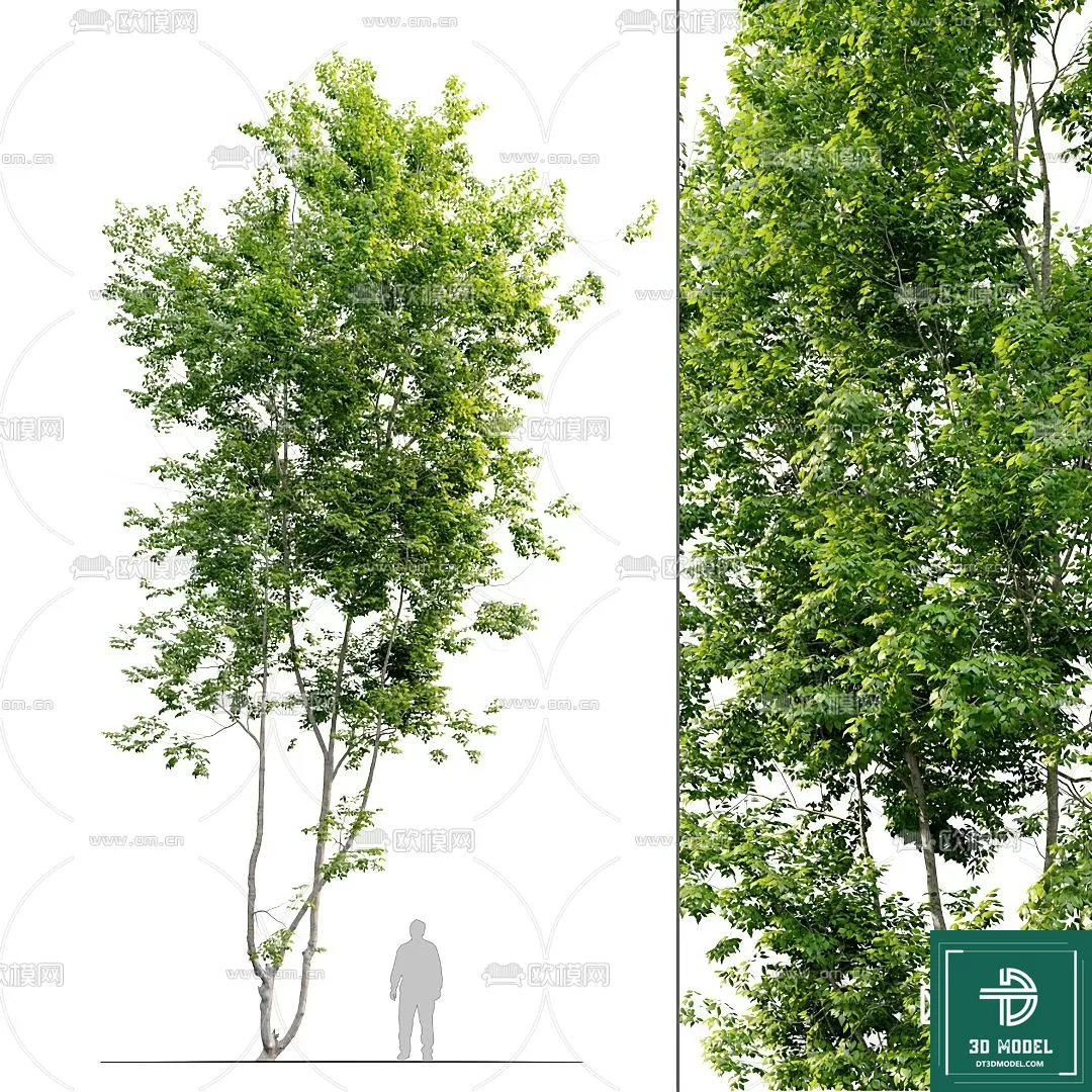 EXTERIOR – TREE – 3D MODELS – 054