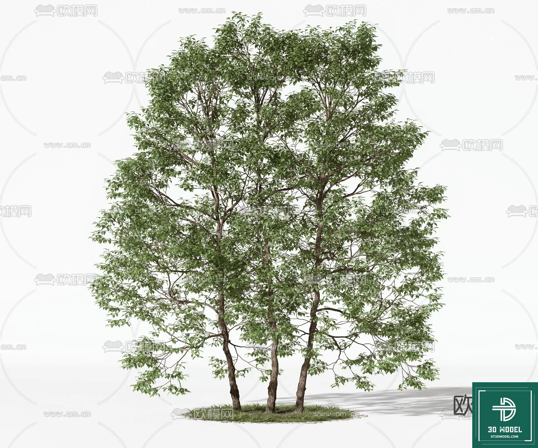 EXTERIOR – TREE – 3D MODELS – 060