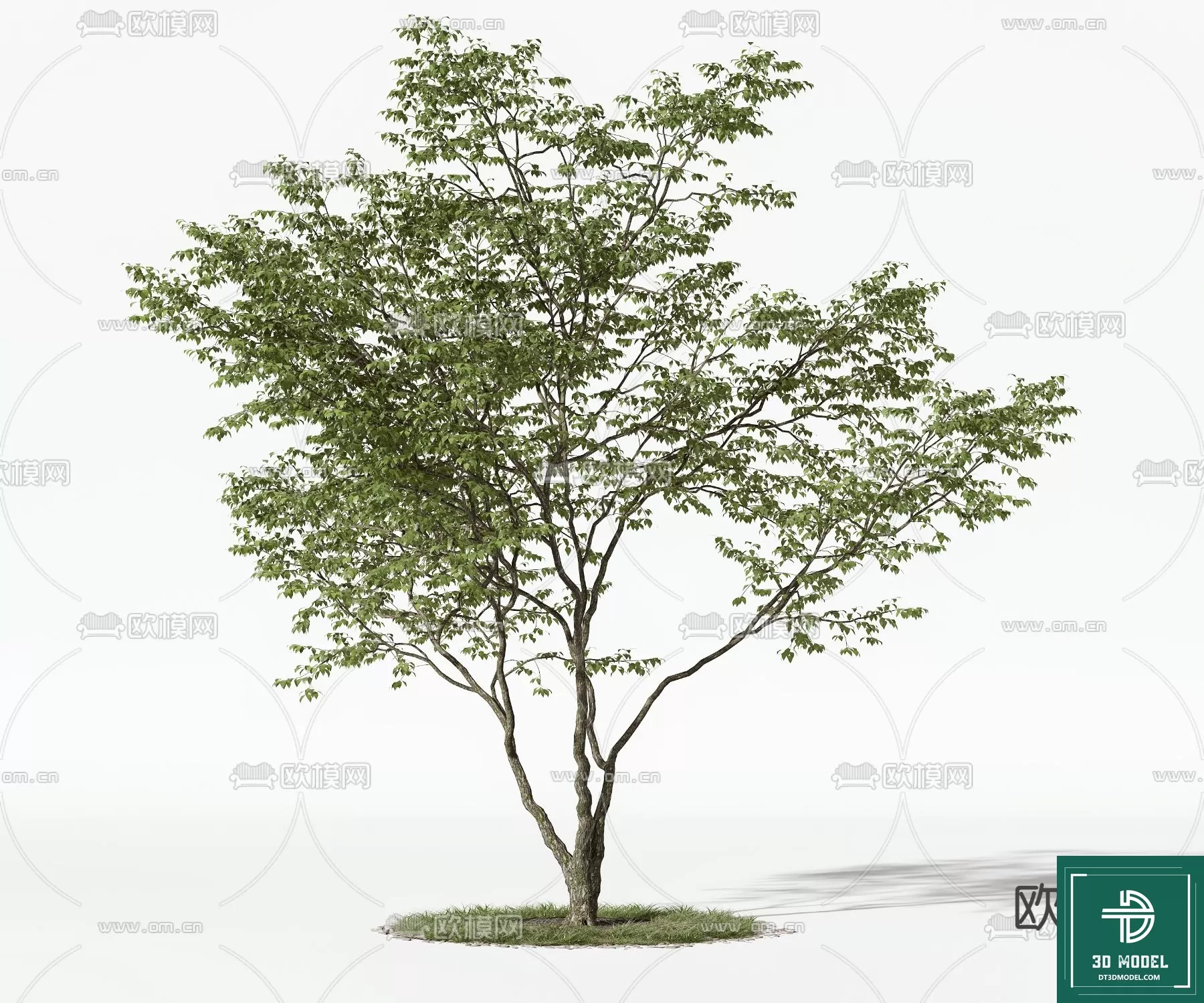EXTERIOR – TREE – 3D MODELS – 063