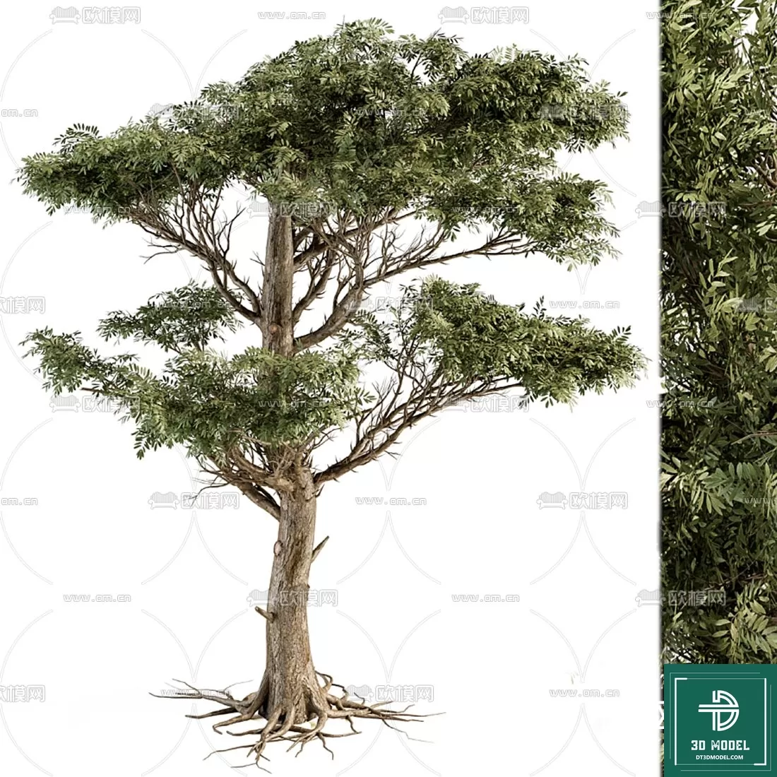 EXTERIOR – TREE – 3D MODELS – 078