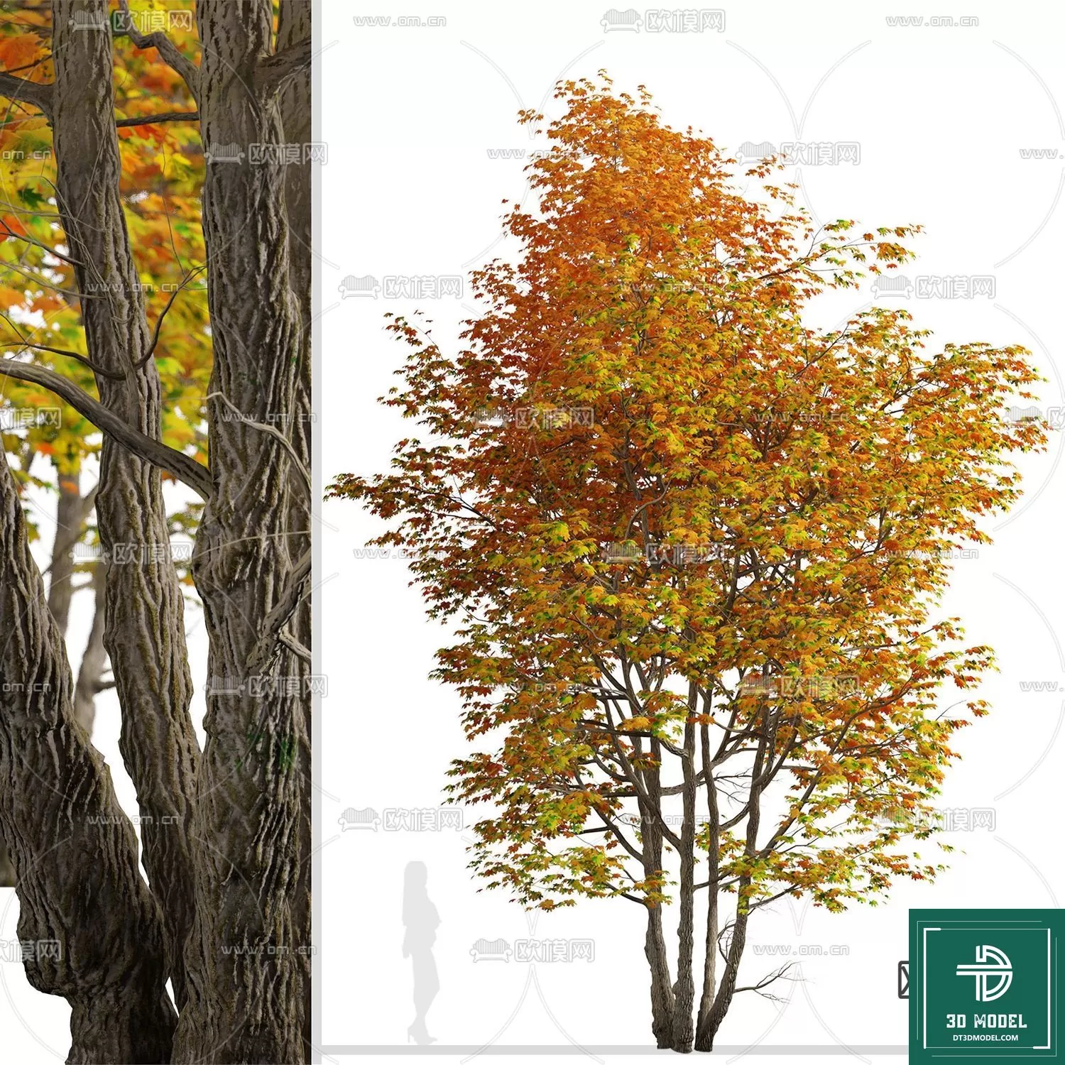 EXTERIOR – TREE – 3D MODELS – 099