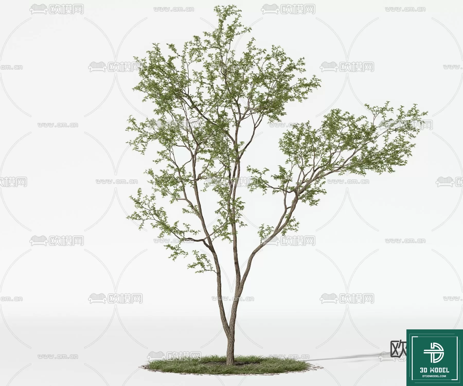 EXTERIOR – TREE – 3D MODELS – 144