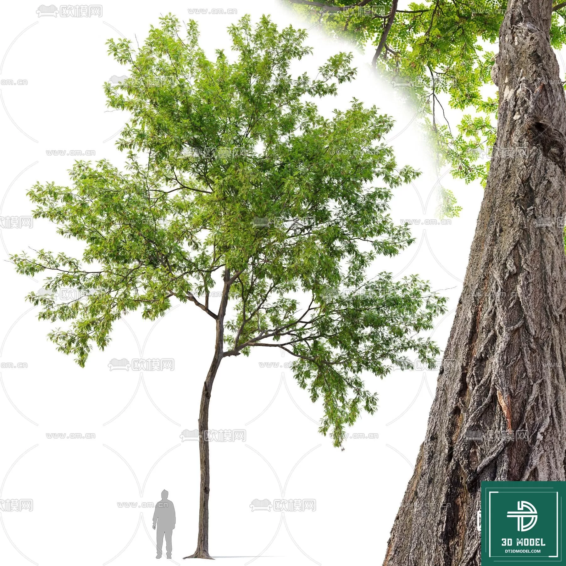 EXTERIOR – TREE – 3D MODELS – 156
