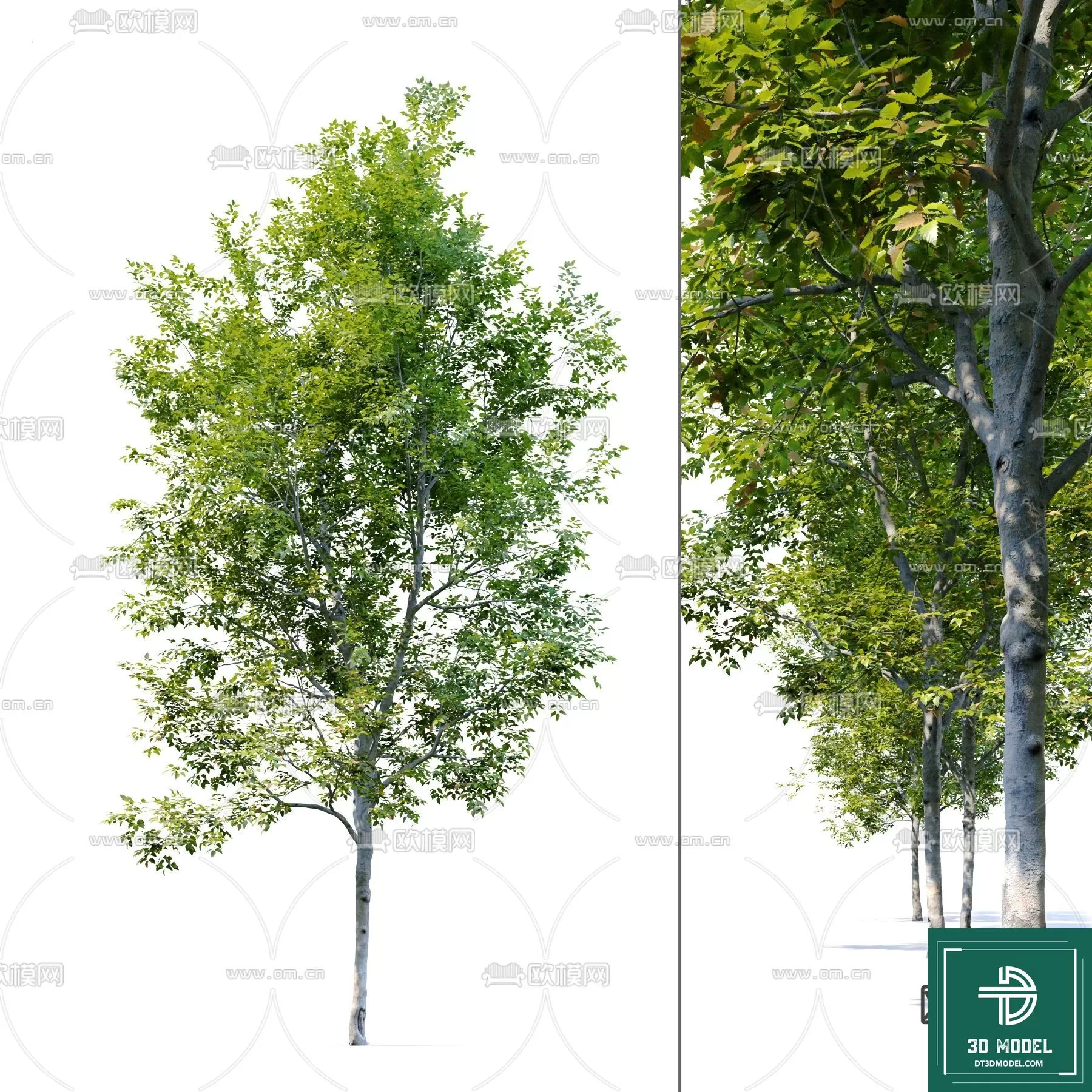 EXTERIOR – TREE – 3D MODELS – 227
