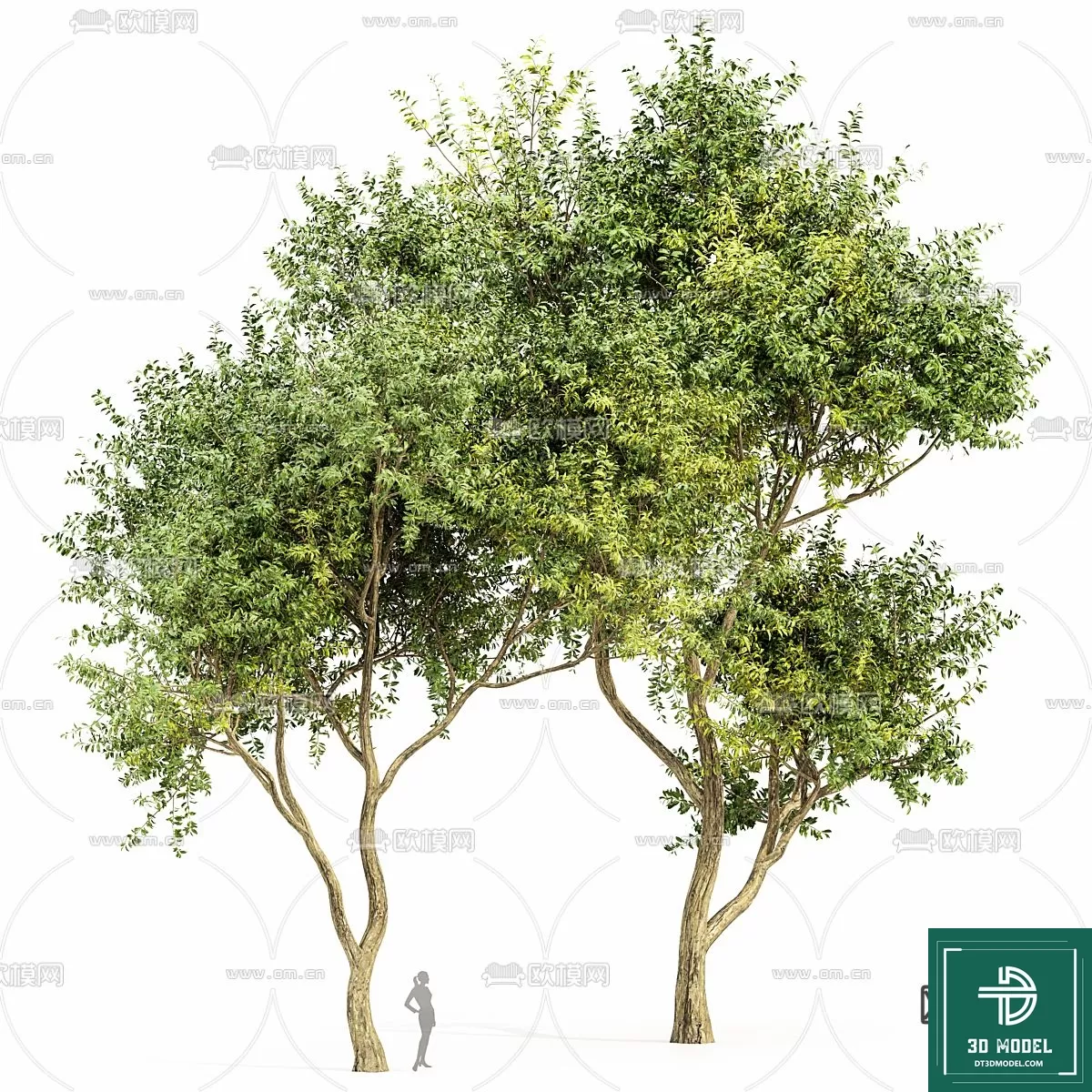 EXTERIOR – TREE – 3D MODELS – 244